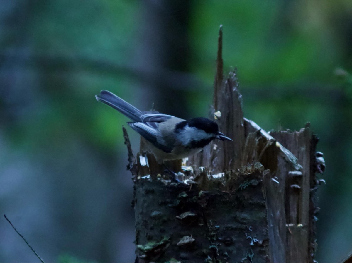 Black-capped Chickadee - ML623961487