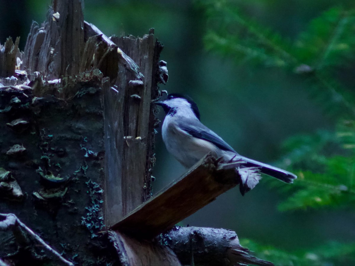 Black-capped Chickadee - ML623961488