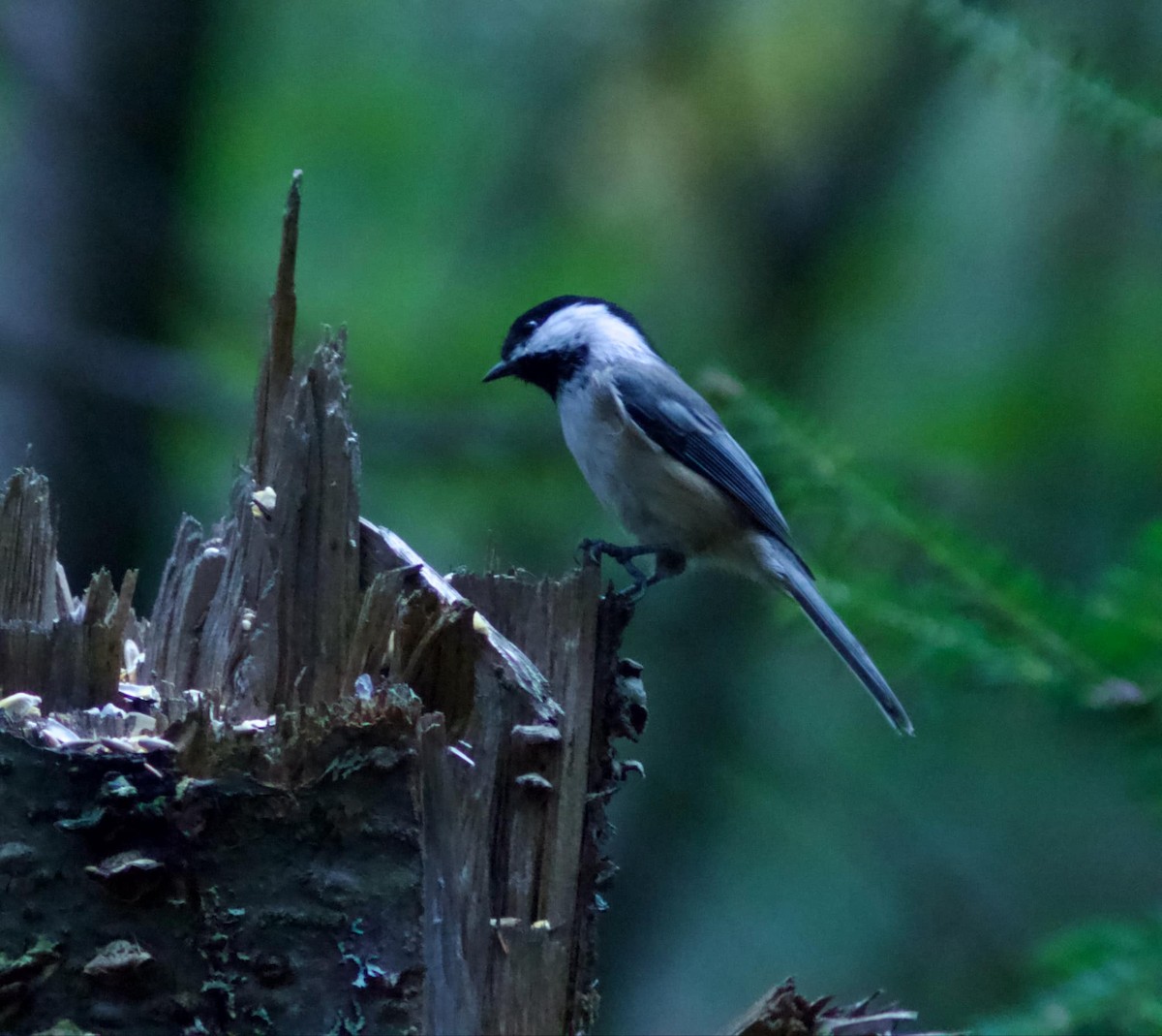 Black-capped Chickadee - ML623961489