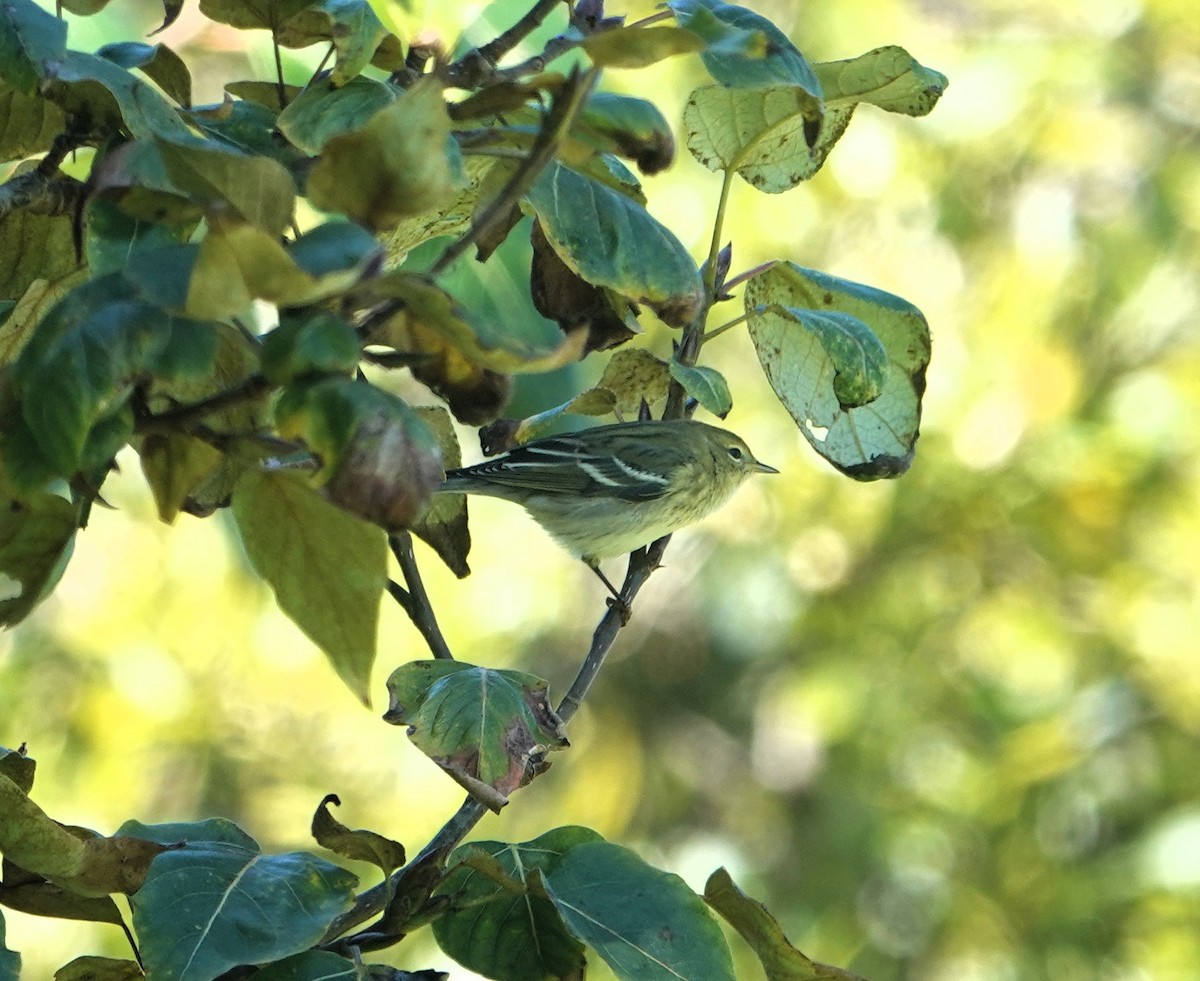 Blackpoll Warbler - ML623961498