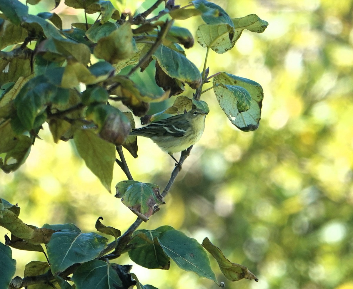Blackpoll Warbler - ML623961506