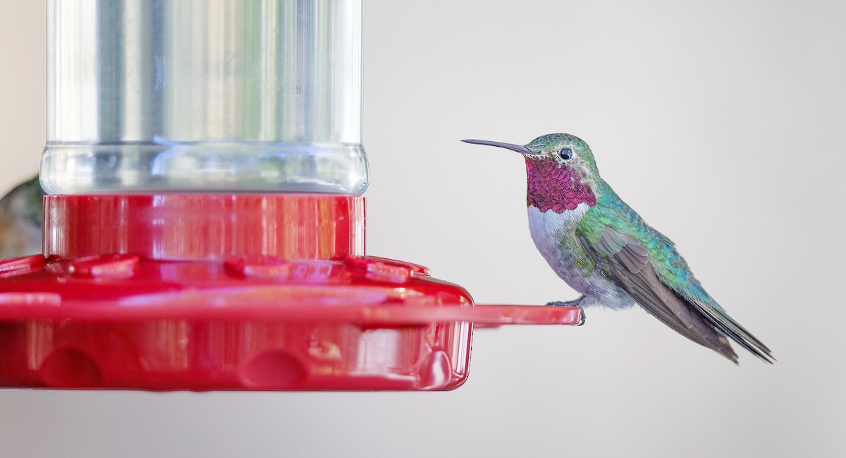 Broad-tailed Hummingbird - ML623961513