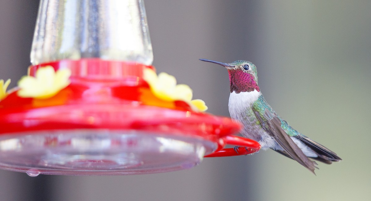 Broad-tailed Hummingbird - ML623961517