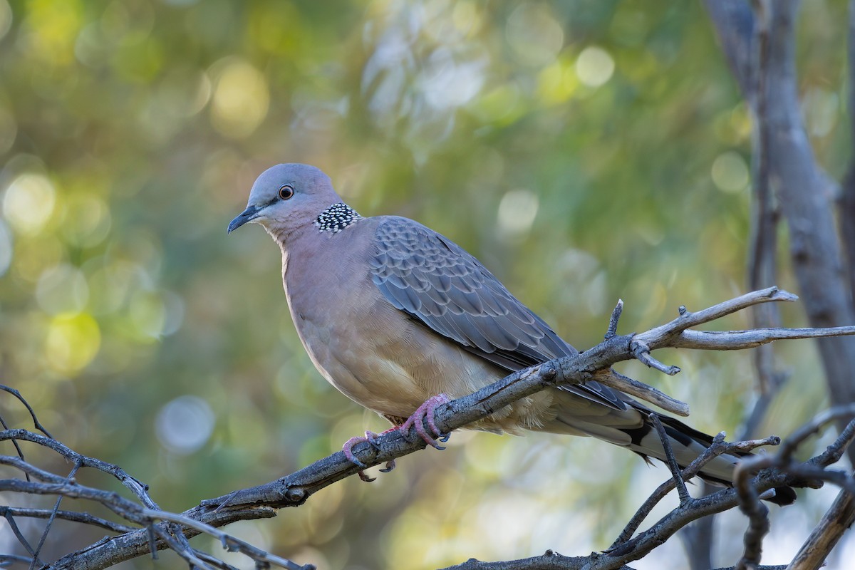 珠頸斑鳩 - ML623961518