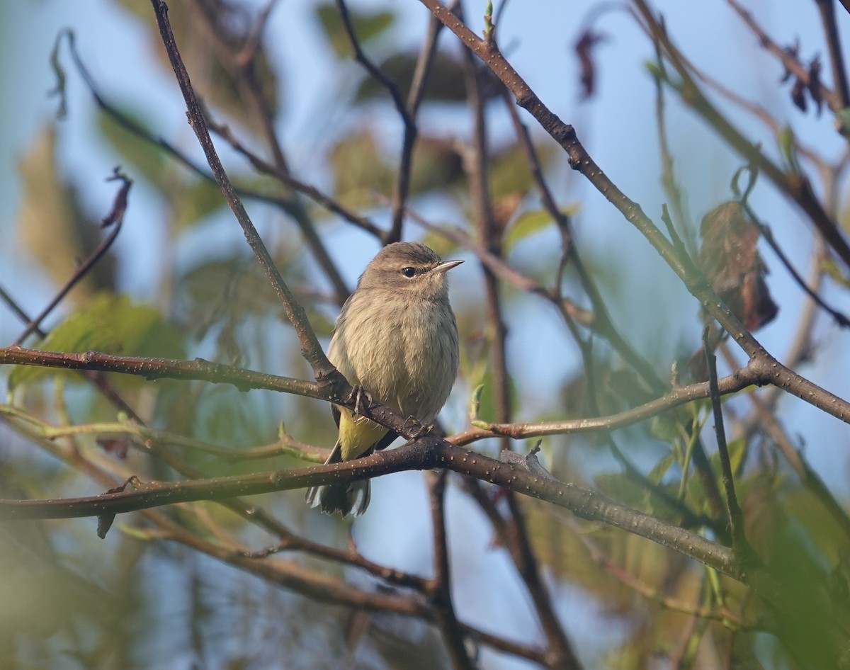 Palm Warbler - ML623961519