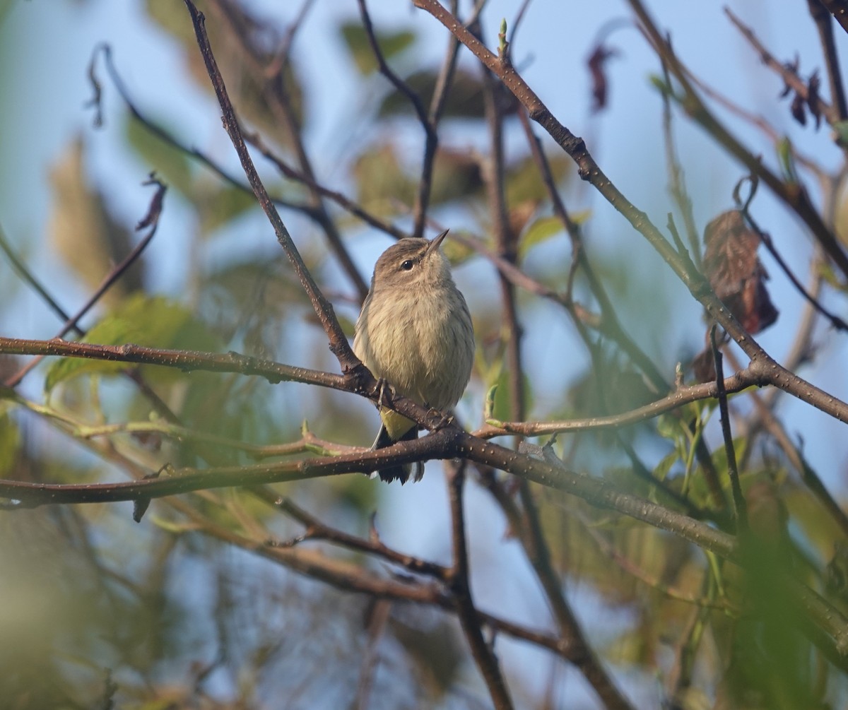 Palm Warbler - ML623961520