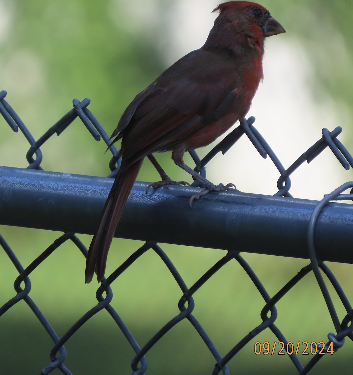 Northern Cardinal - Susan Leake