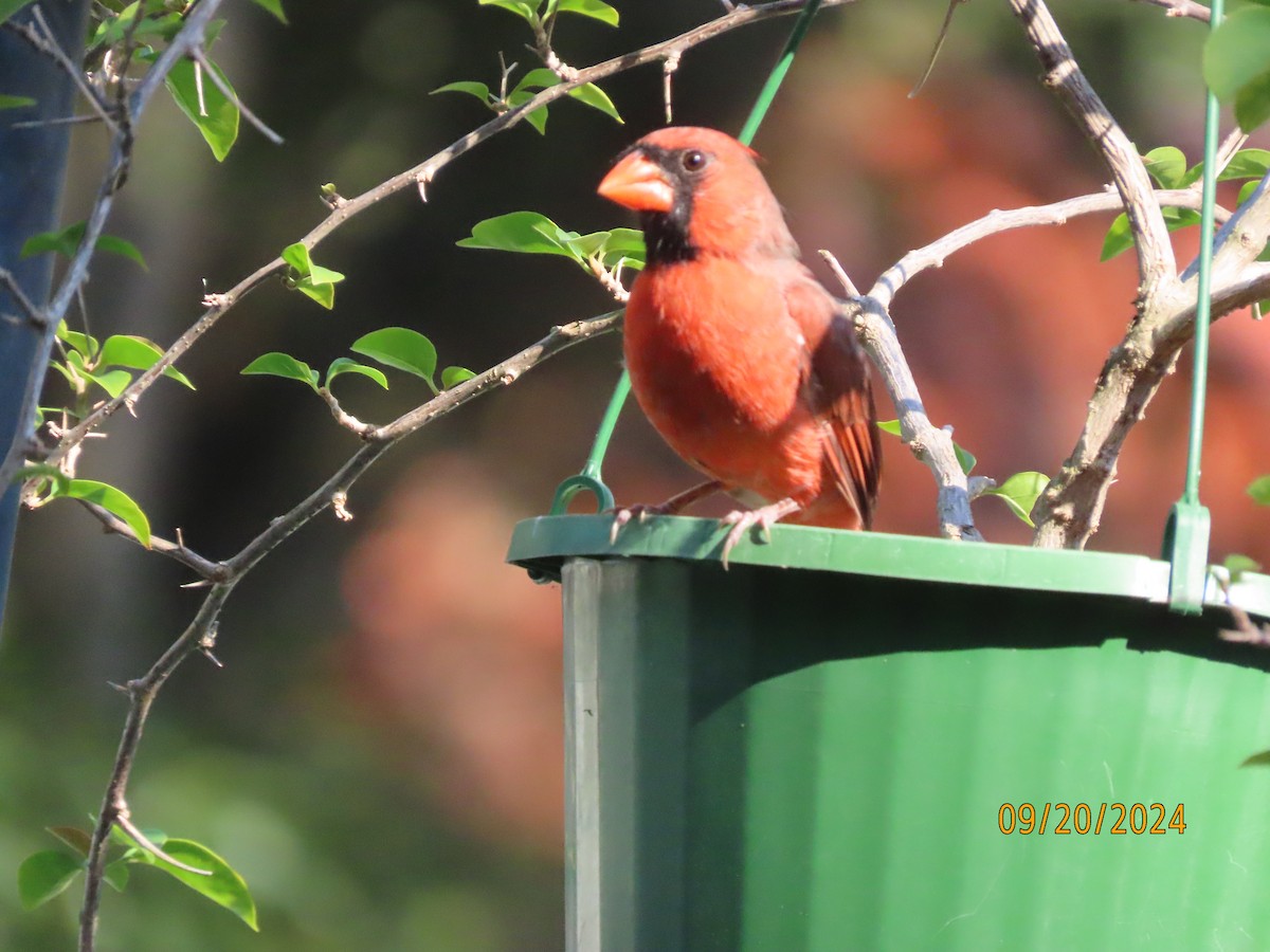 Northern Cardinal - ML623961533