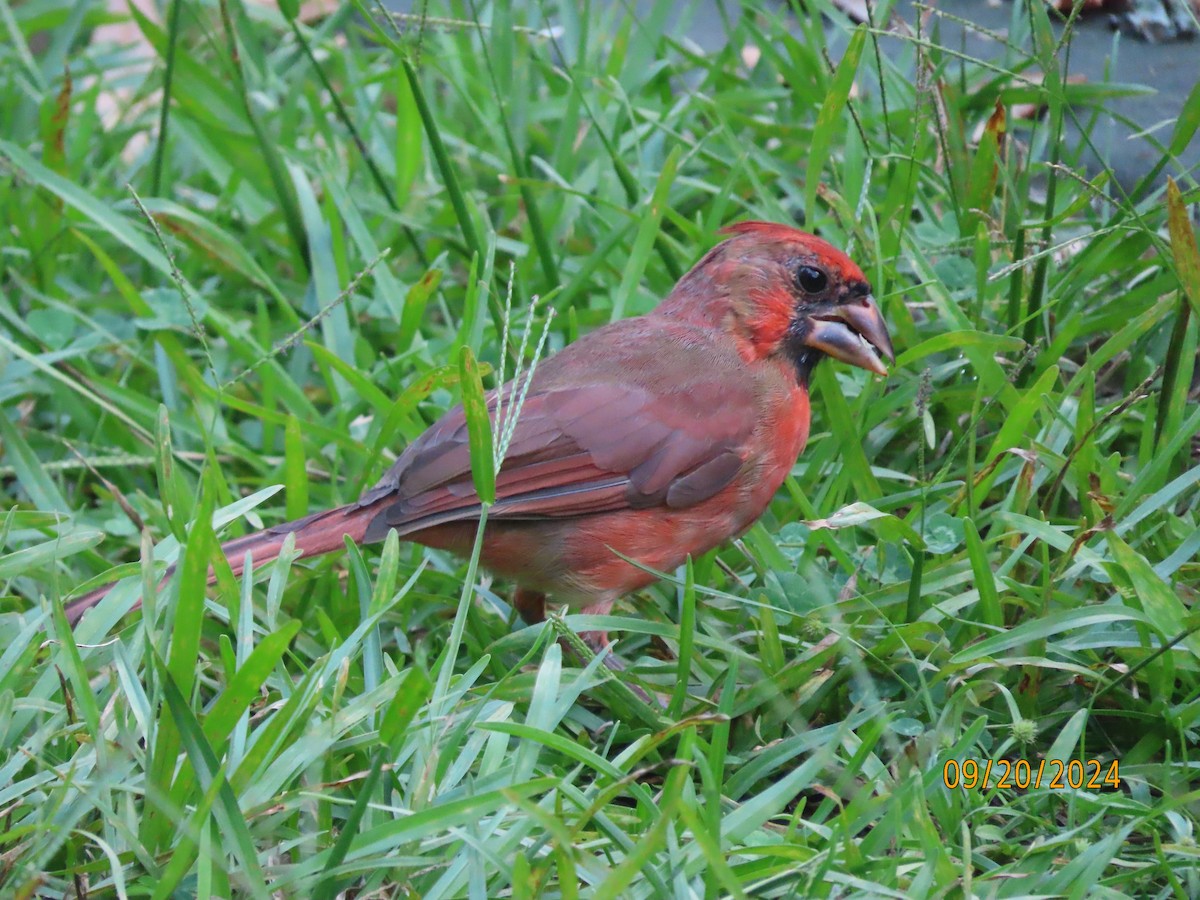 Cardenal Norteño - ML623961534