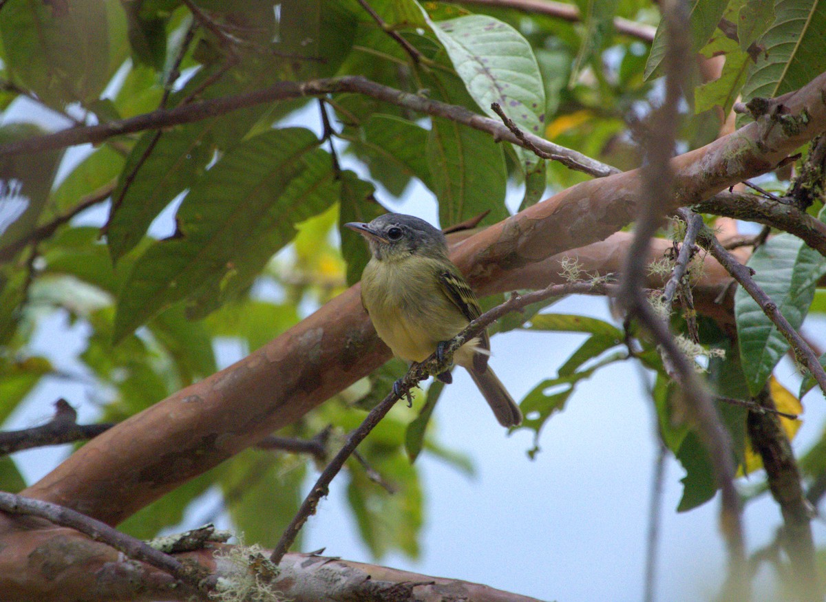 Yellow-olive Flatbill - ML623961568