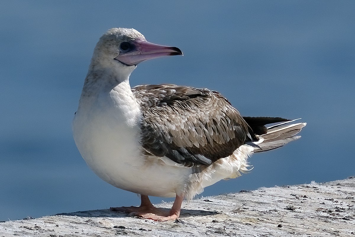 Red-footed Booby - ML623961598