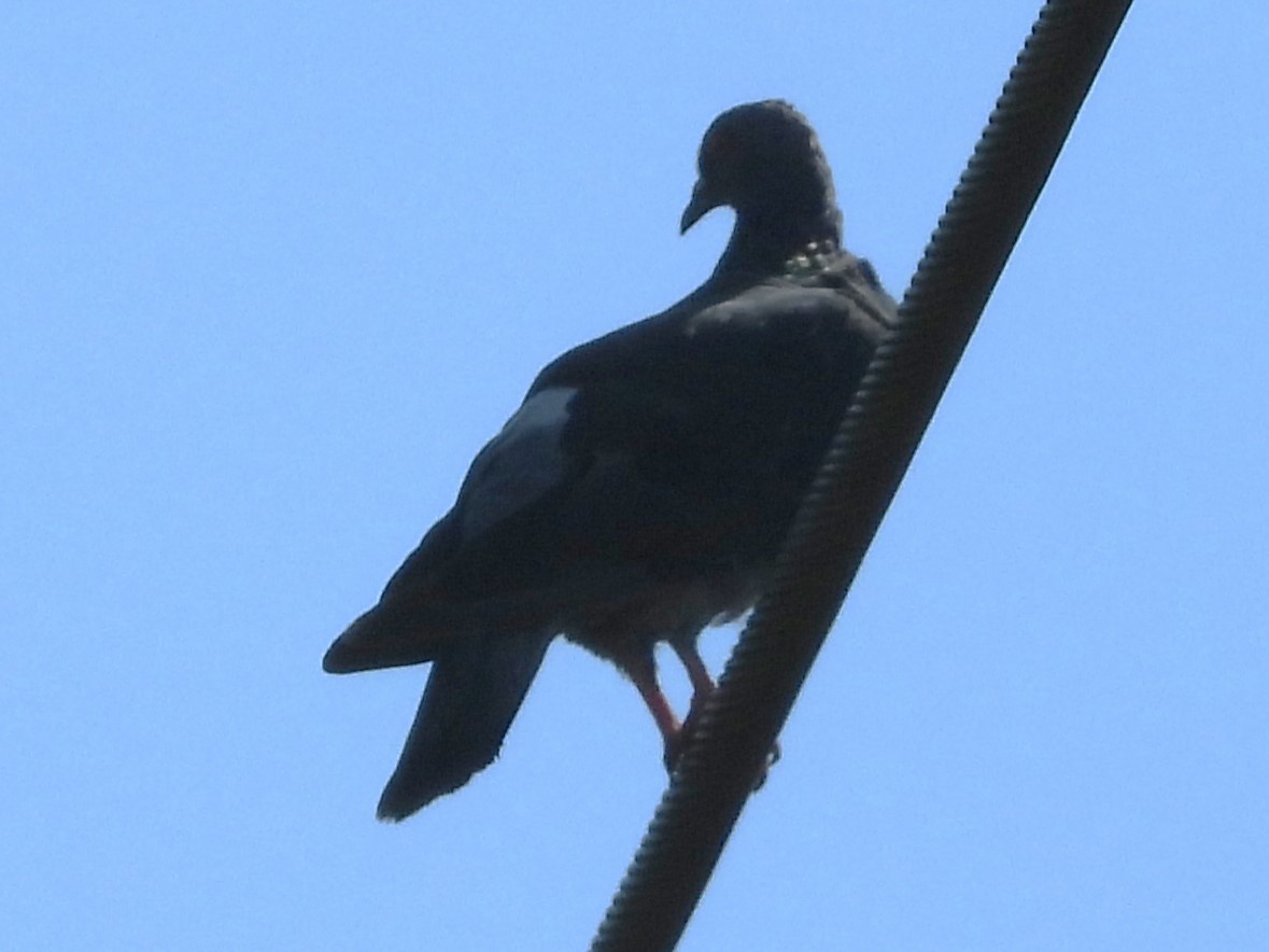 Mourning Dove - ML623961622