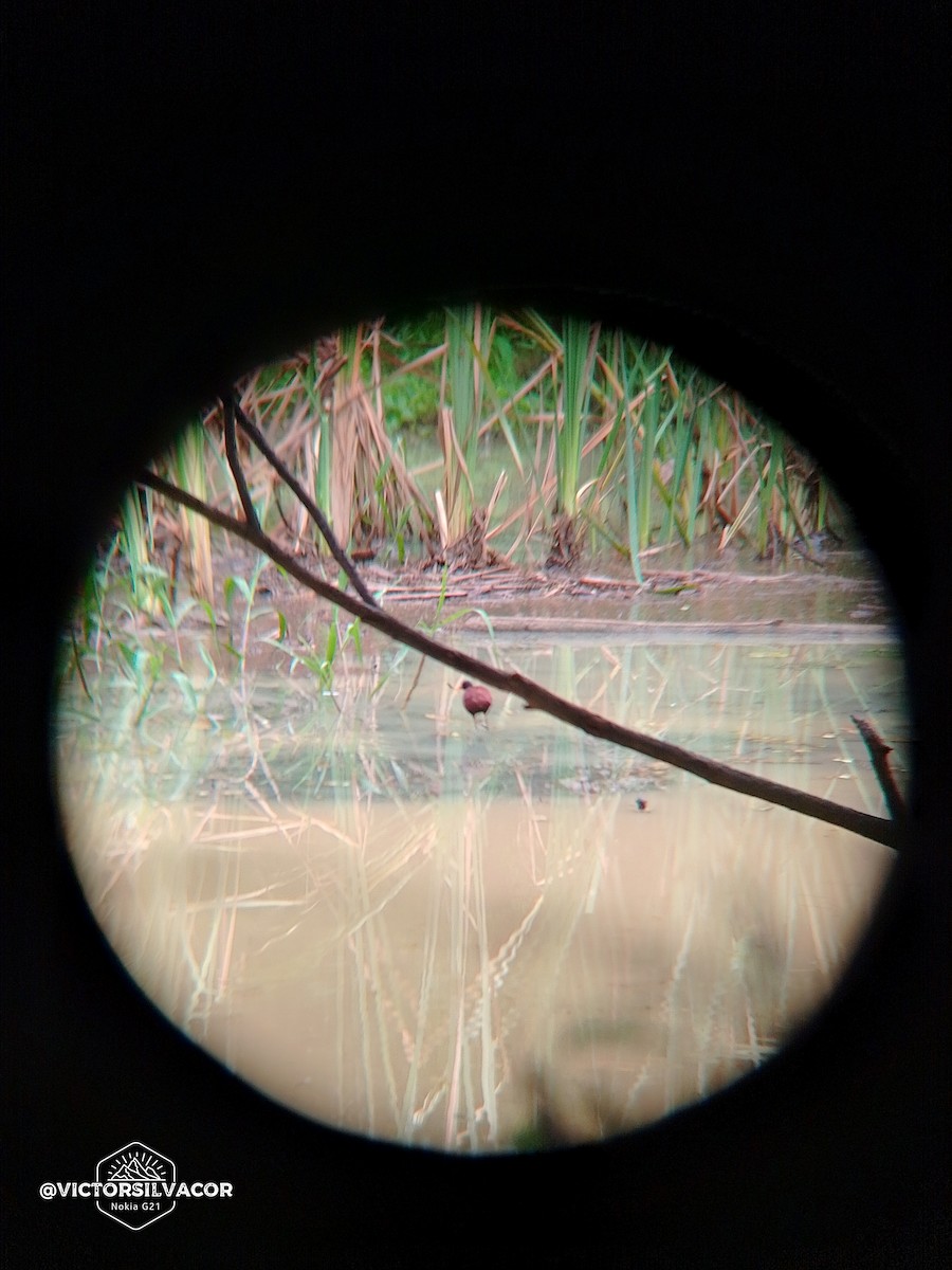 Wattled Jacana - ML623961634