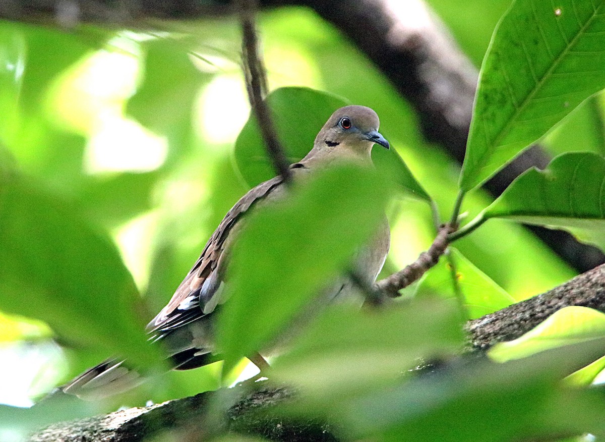 White-winged Dove - ML623961651