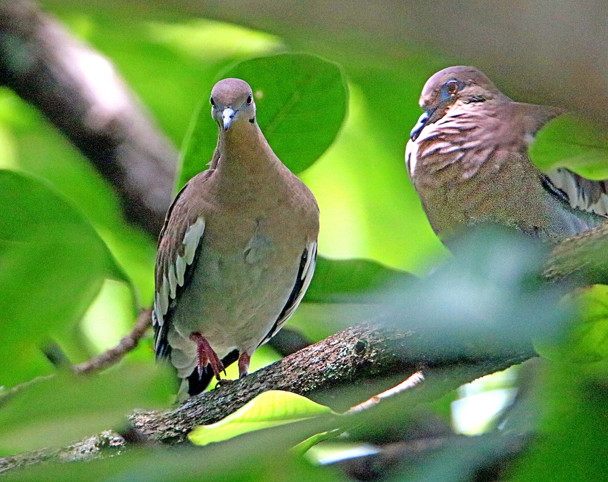 White-winged Dove - ML623961652