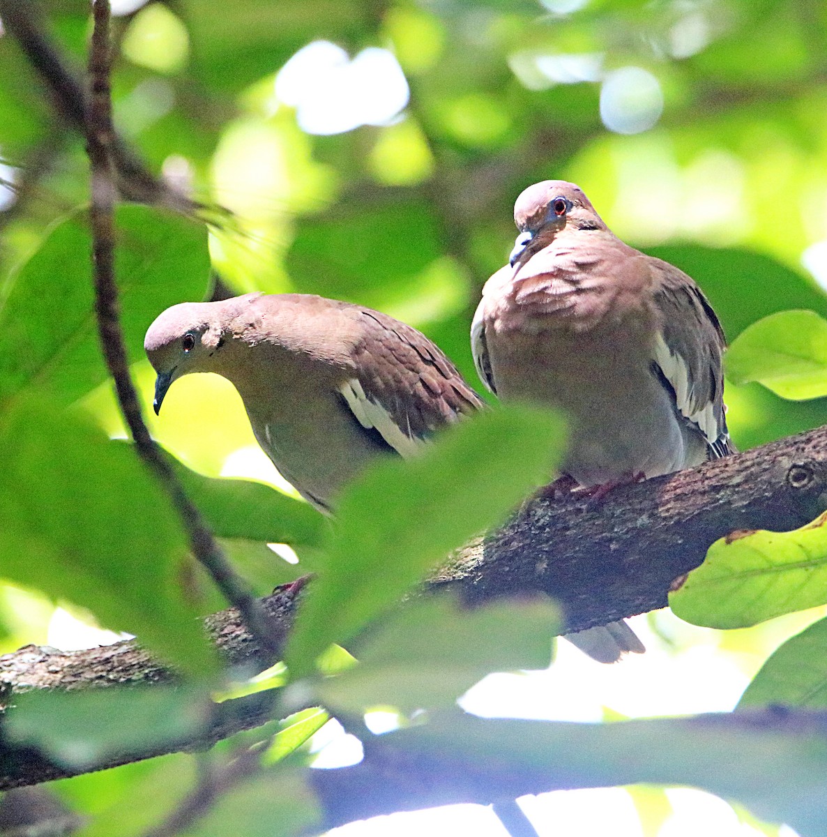 White-winged Dove - ML623961661