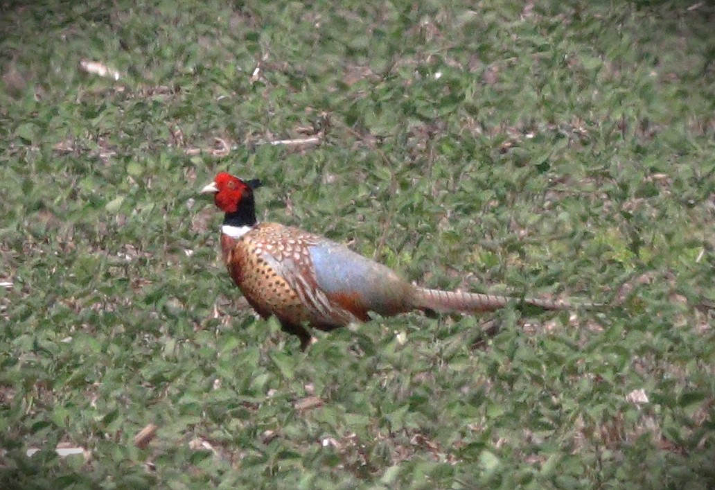 Ring-necked Pheasant - ML623961755