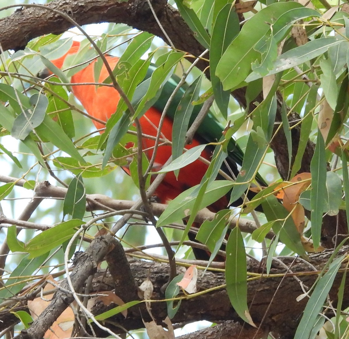 Australian King-Parrot - ML623961760