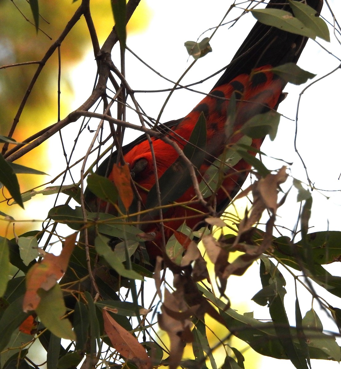 Australian King-Parrot - ML623961761