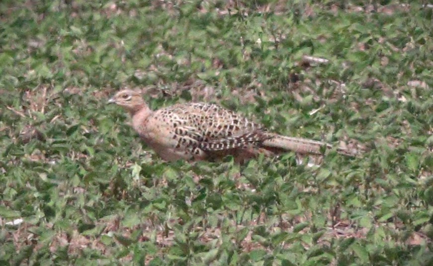 Ring-necked Pheasant - ML623961766