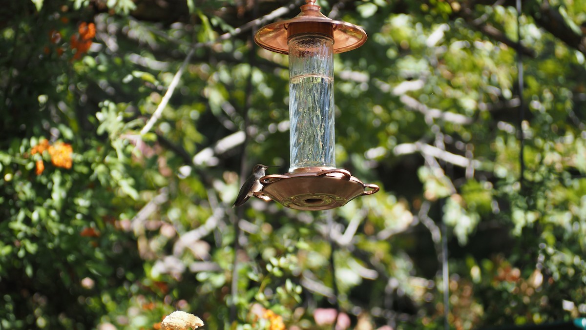 Broad-tailed Hummingbird - ML623961784