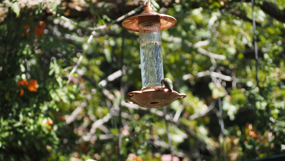 Broad-tailed Hummingbird - ML623961790