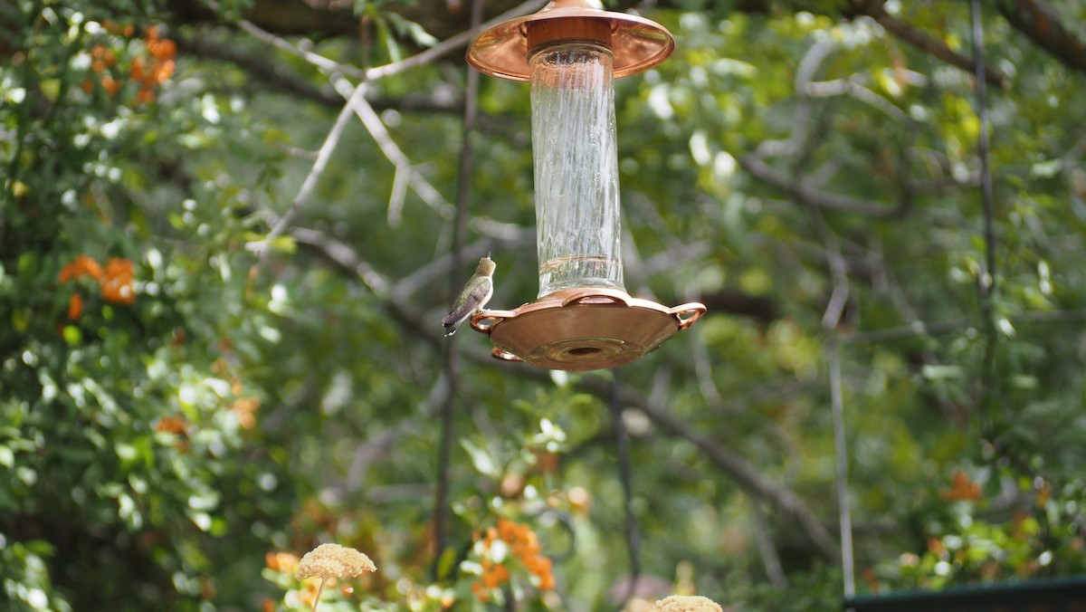 Broad-tailed Hummingbird - ML623961796