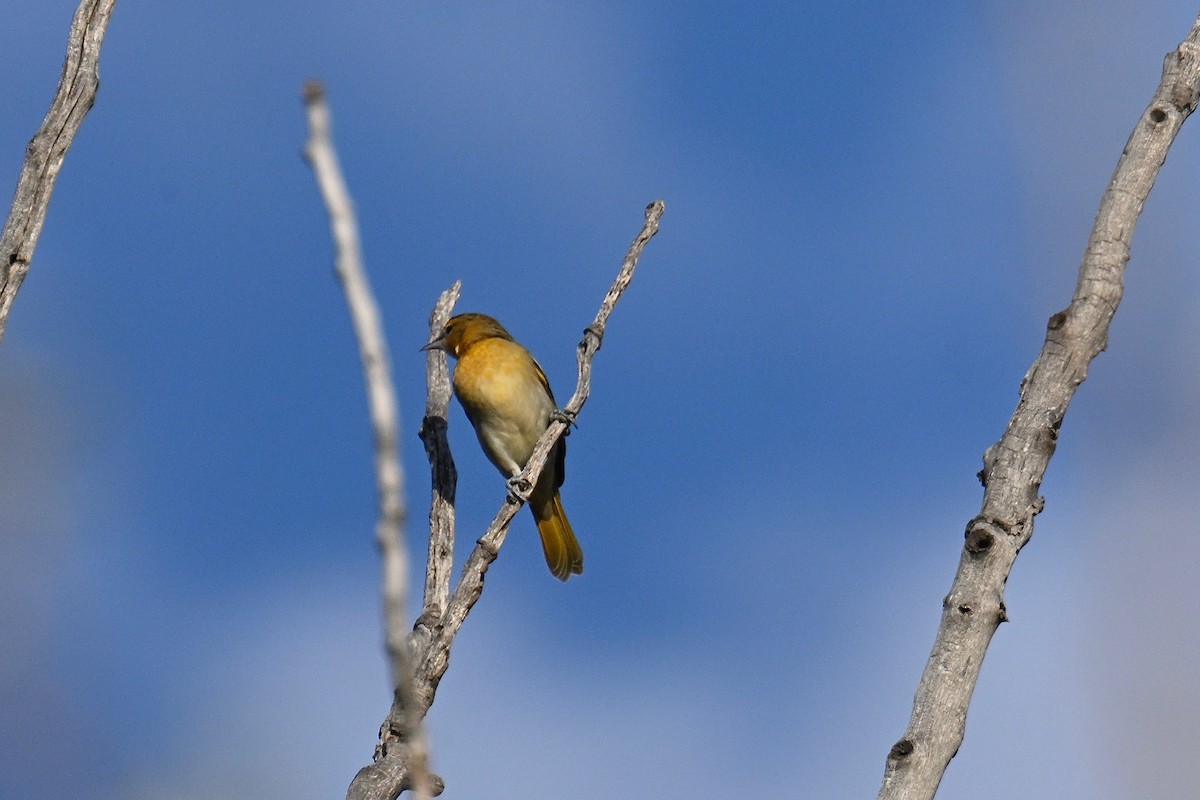 Bullock's Oriole - ML623961801