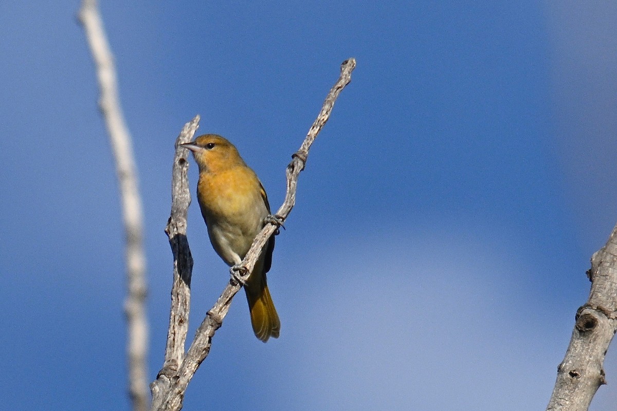 Bullock's Oriole - ML623961802