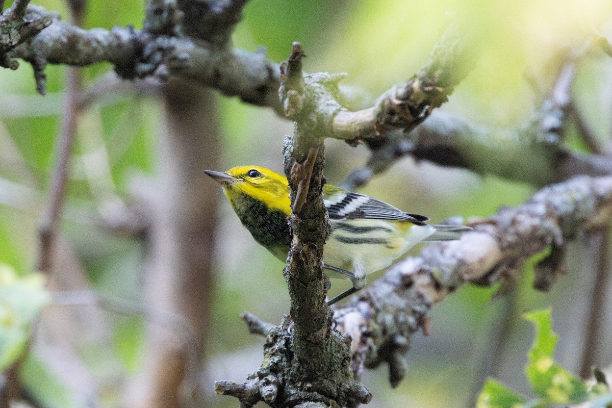 Black-throated Green Warbler - ML623961807