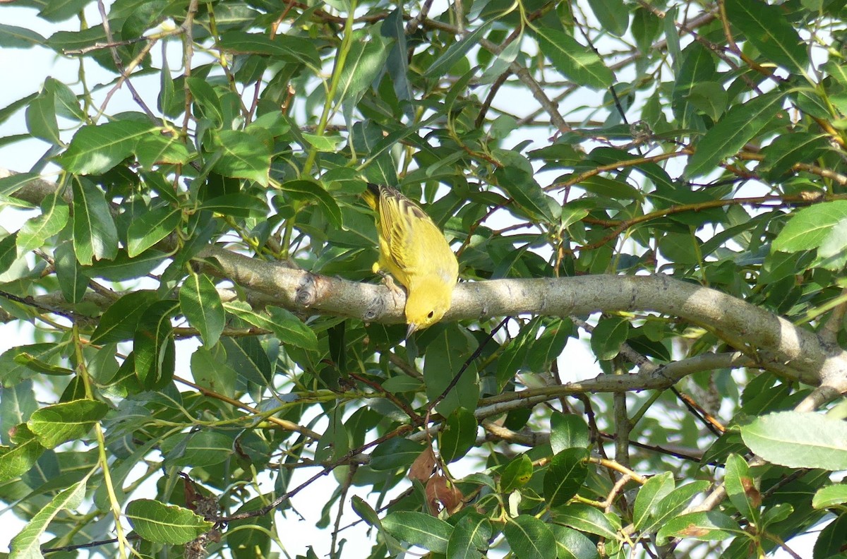 Yellow Warbler - Christine Zihrul