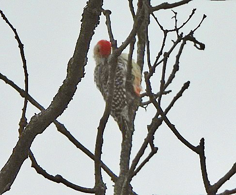 Red-bellied Woodpecker - Renee Lubert