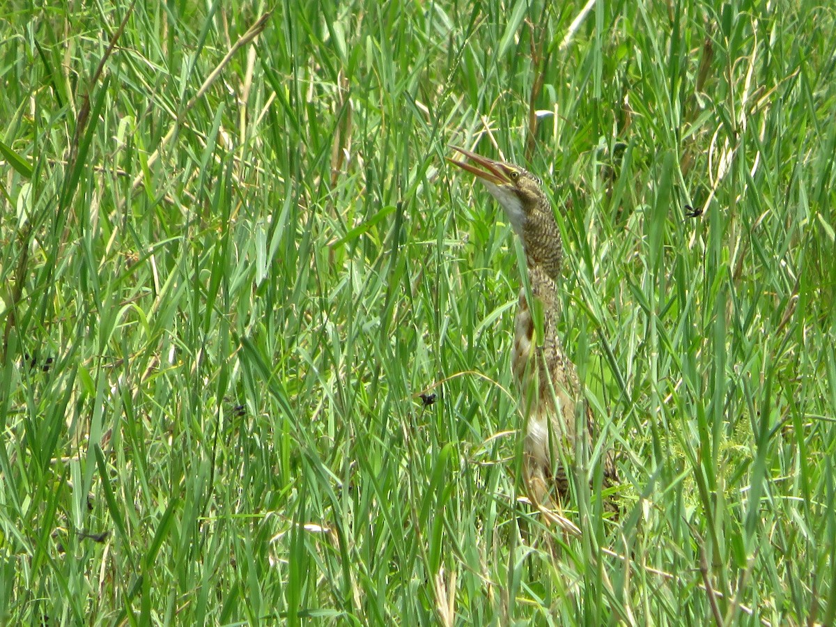 Pinnated Bittern - ML623961847