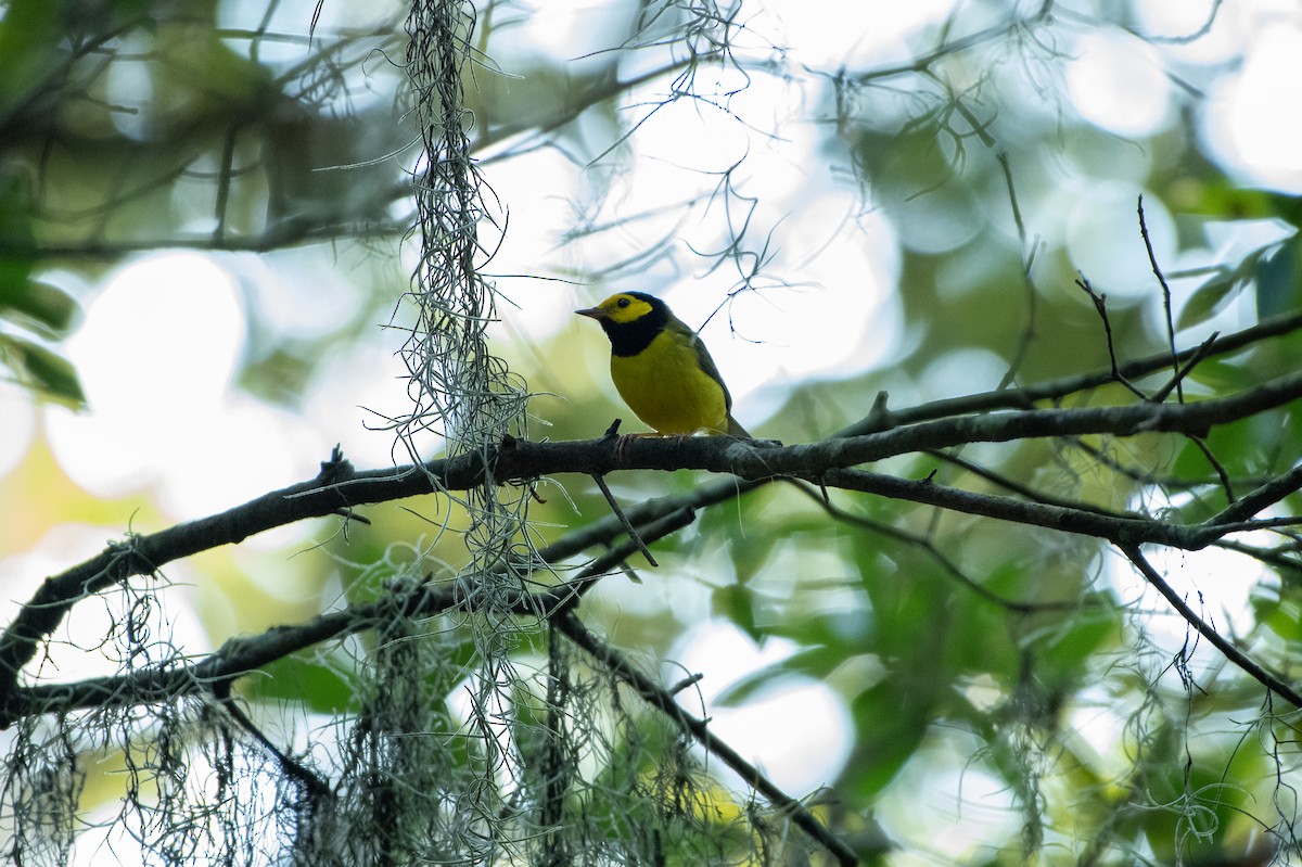 Hooded Warbler - ML623961869