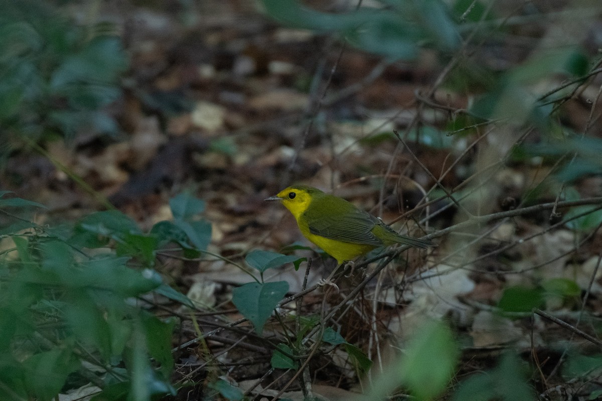 Hooded Warbler - ML623961870