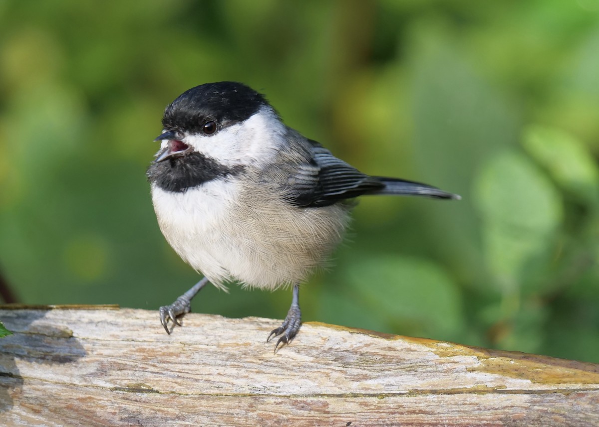 Black-capped Chickadee - ML623961877