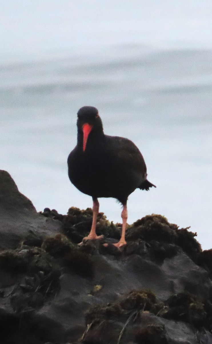 Black Oystercatcher - ML623961896