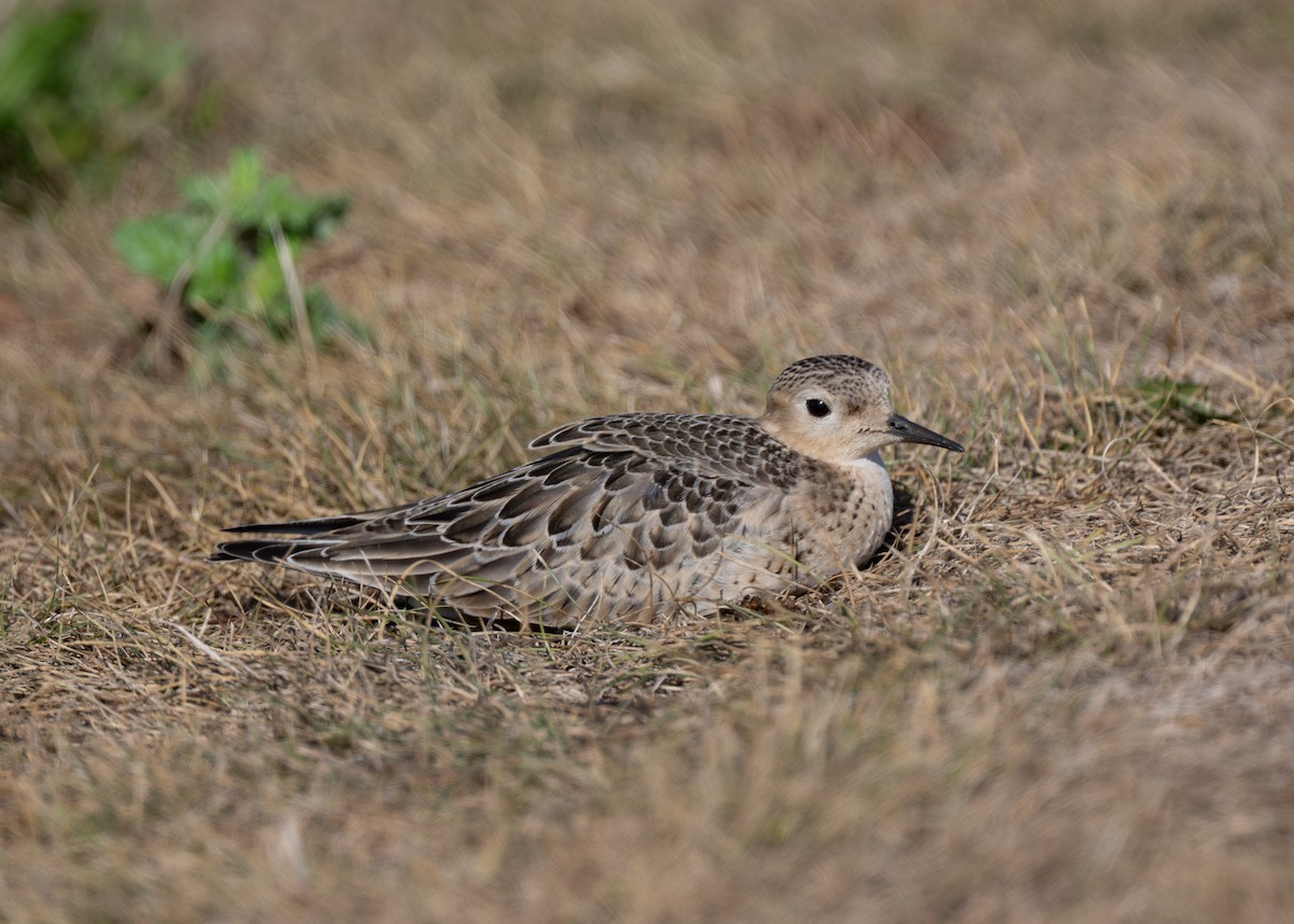 Buff-breasted Sandpiper - Sheila and Ed Bremer