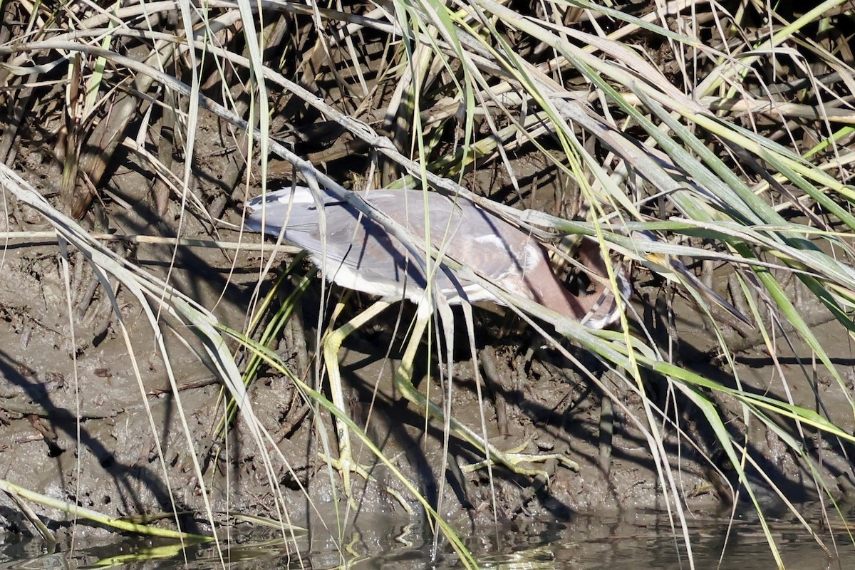 Tricolored Heron - ML623961931