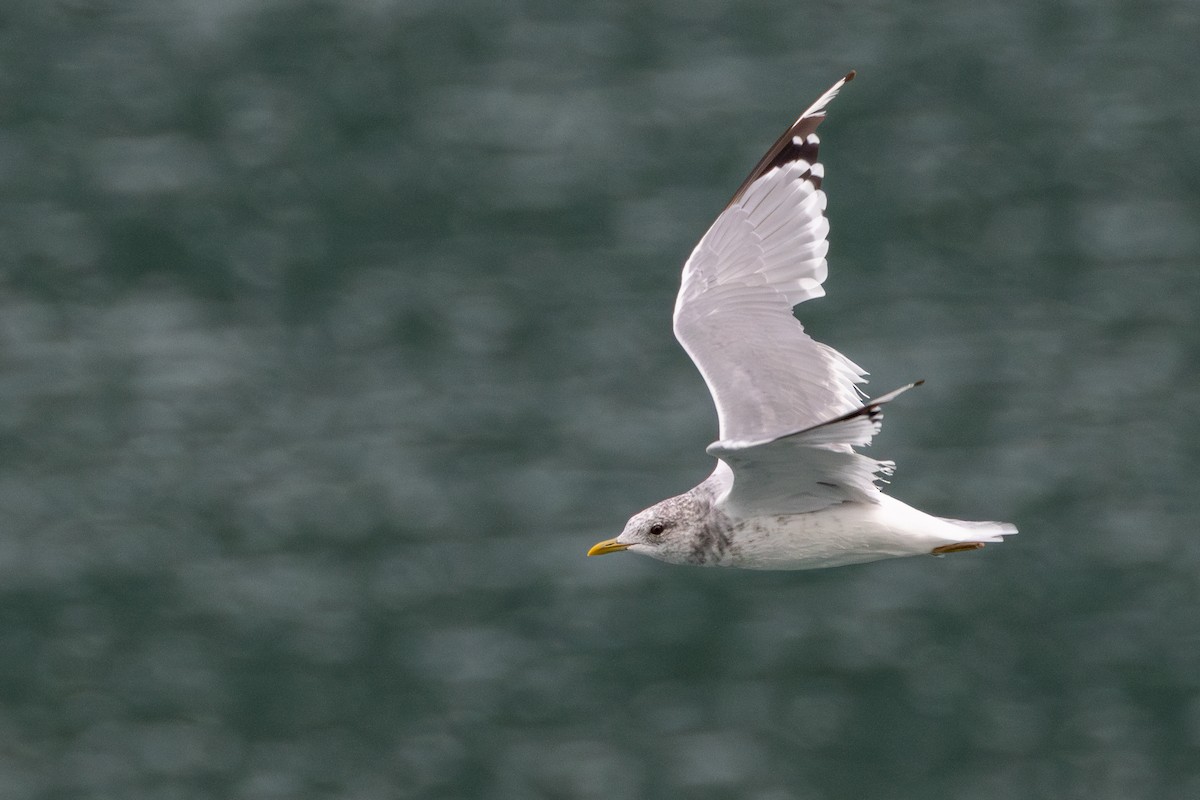 Short-billed Gull - ML623961957