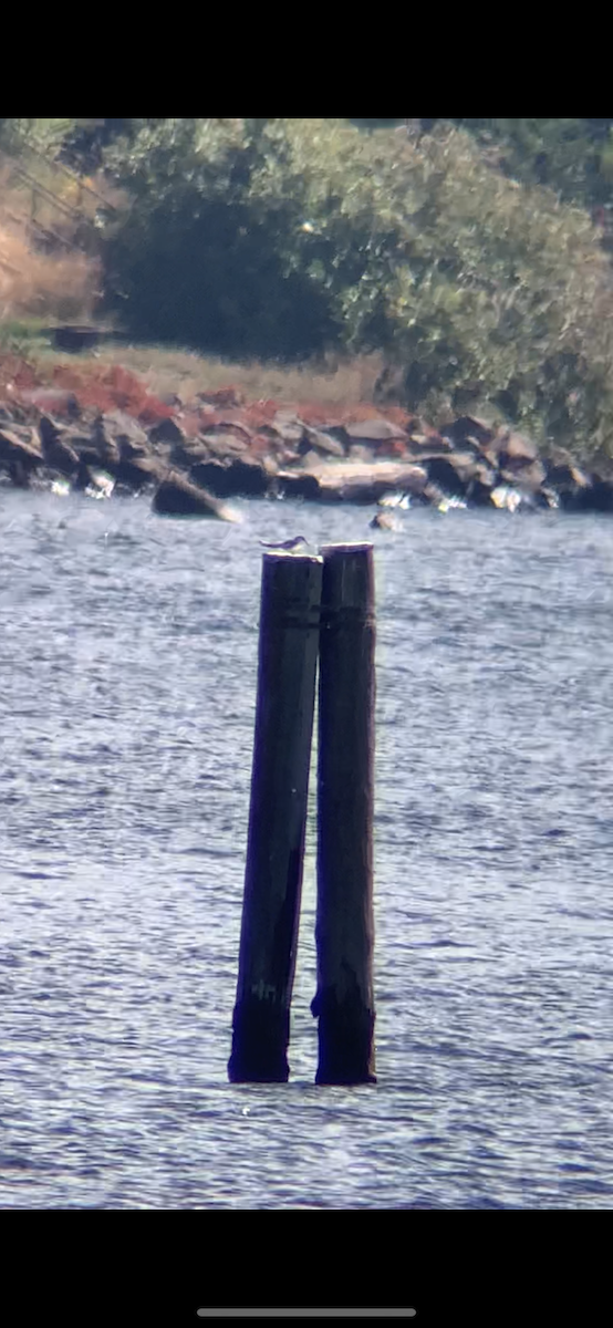 Common Tern - ML623961969