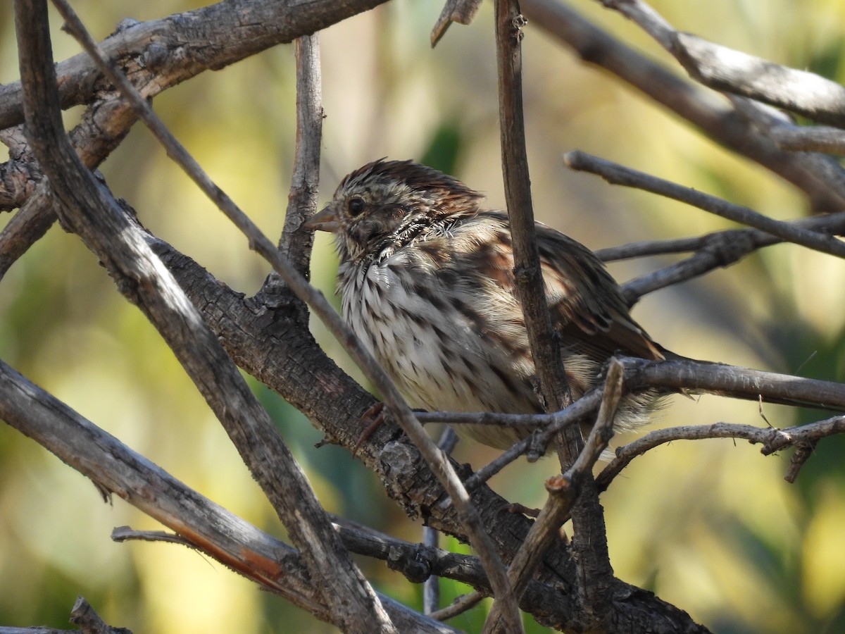 Song Sparrow - ML623961978