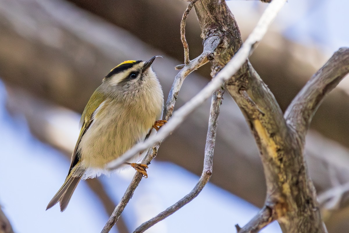 Golden-crowned Kinglet - ML623961982