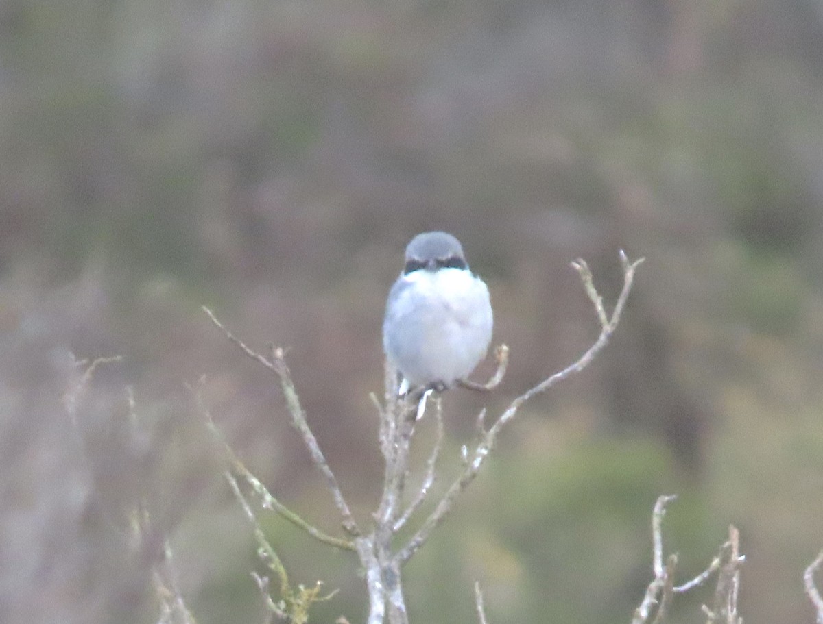 Loggerhead Shrike - ML623961989