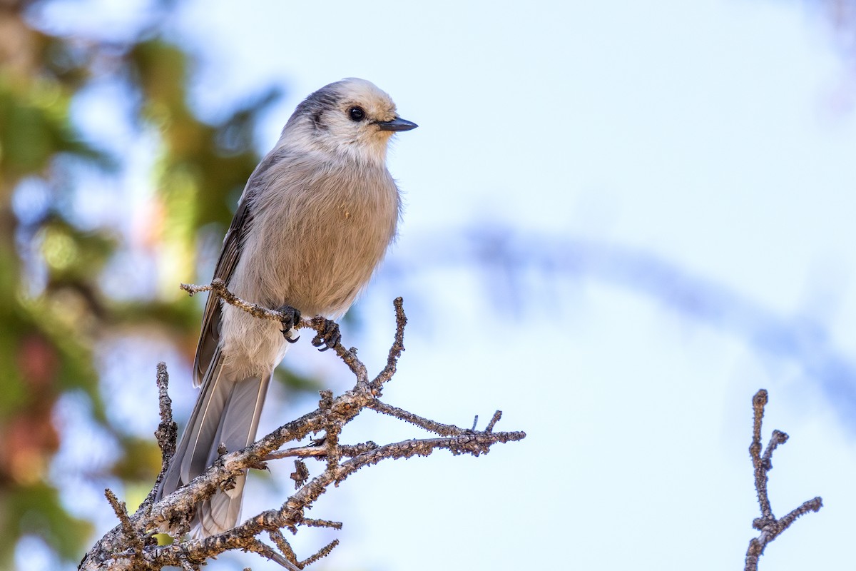 Canada Jay - ML623961991