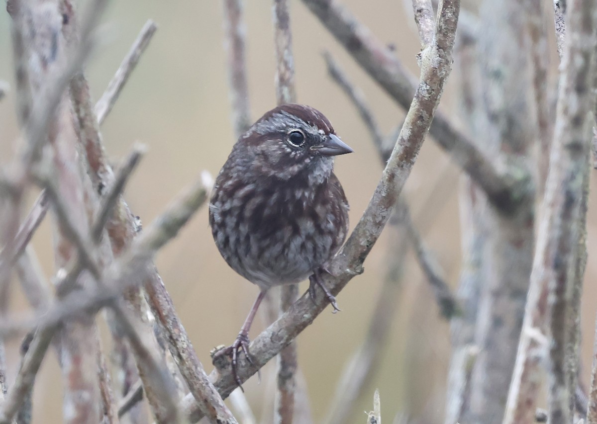 Song Sparrow - ML623962003