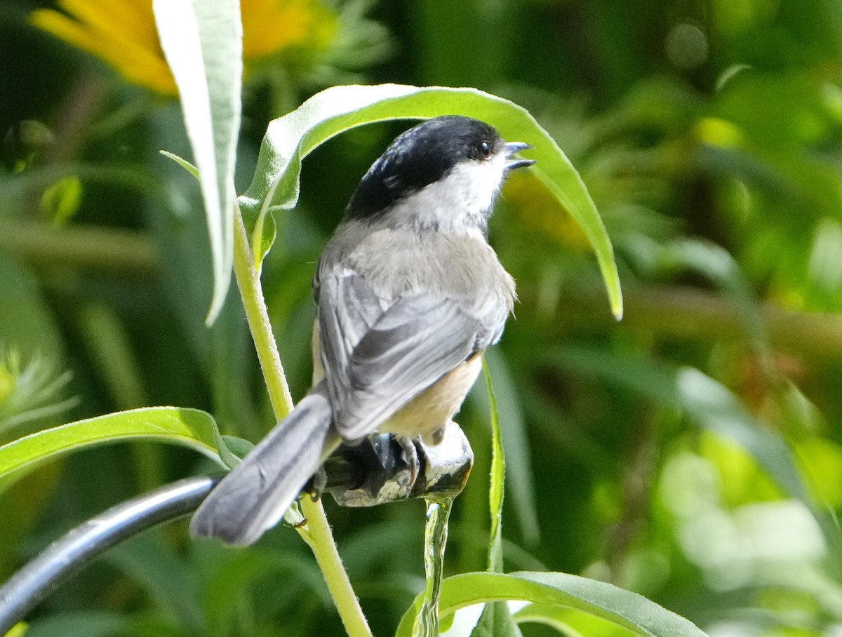 Black-capped Chickadee - ML623962009