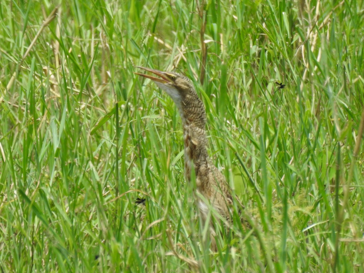 Pinnated Bittern - ML623962021