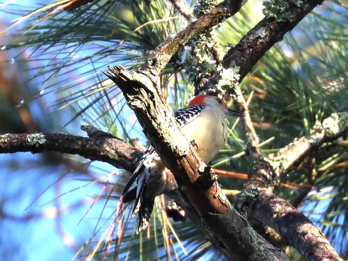 Red-bellied Woodpecker - ML623962031