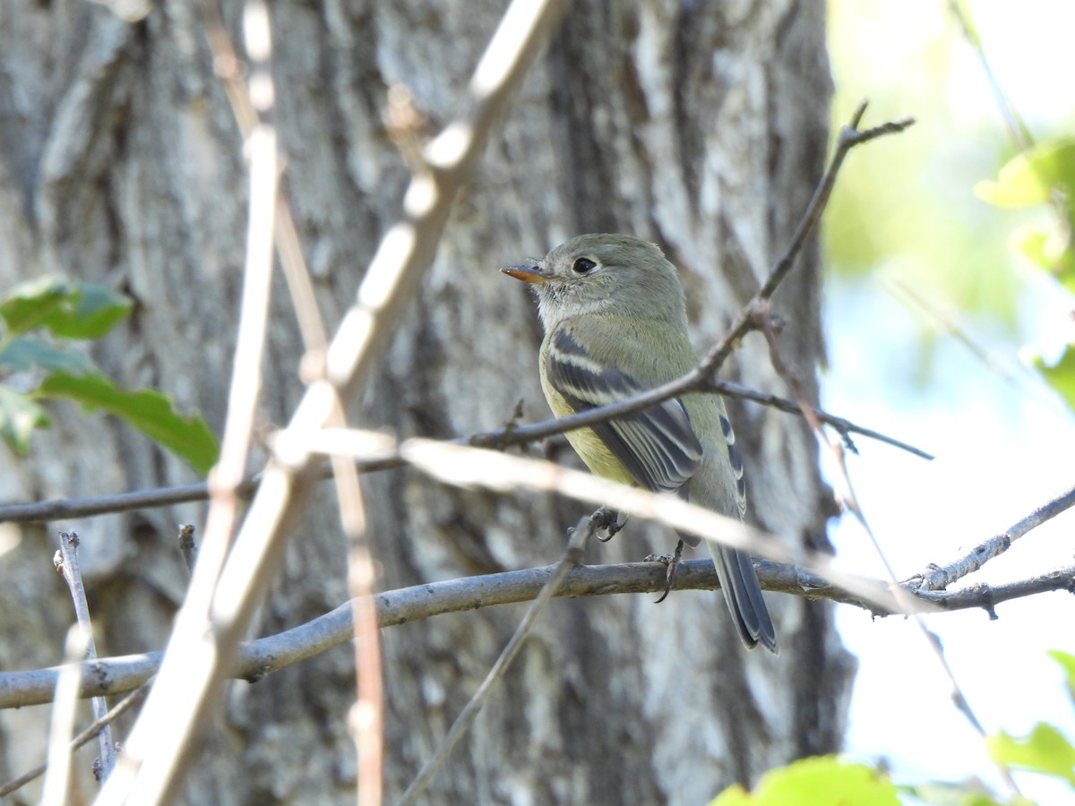 Hammond's Flycatcher - ML623962037